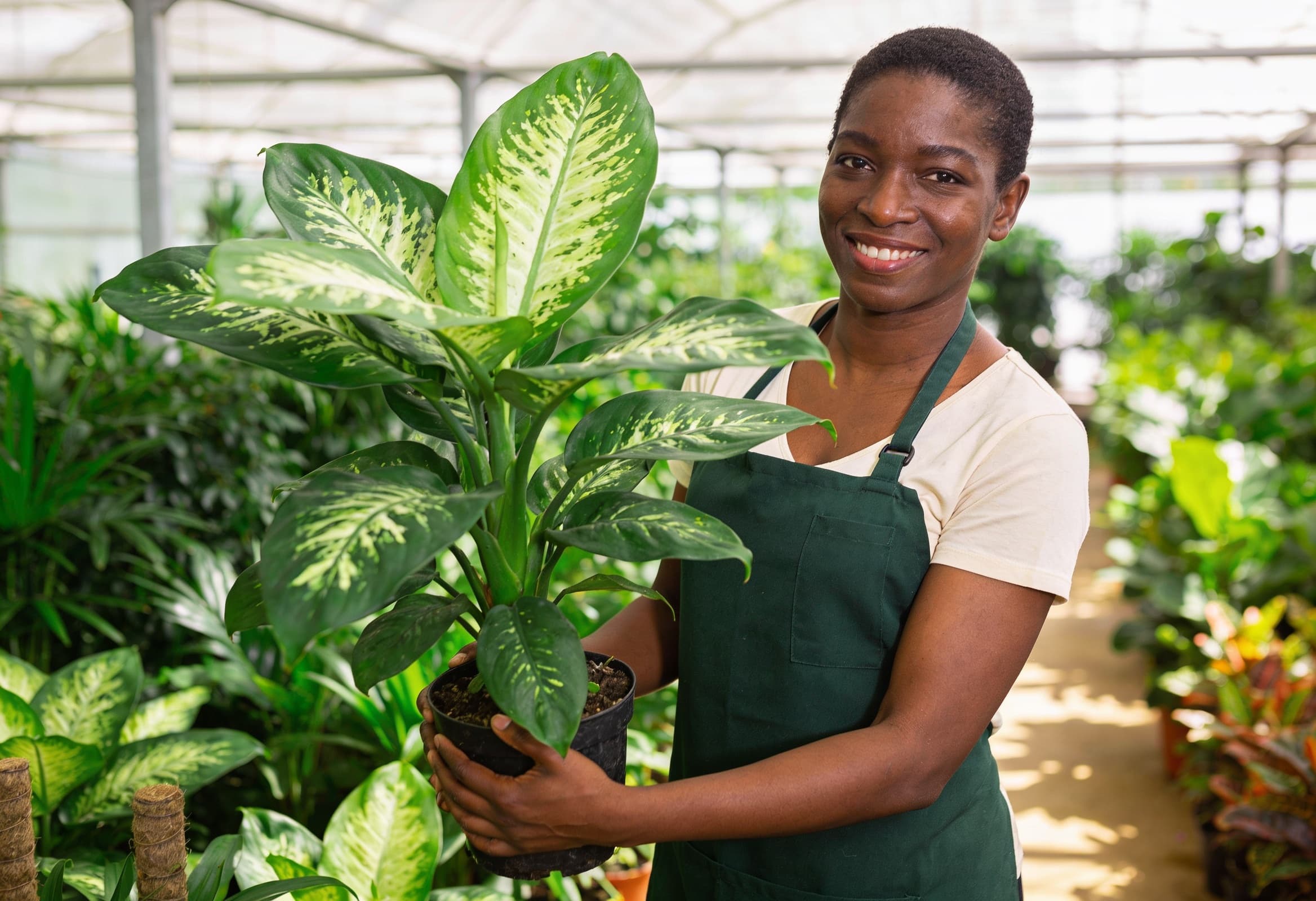 Plant vendor holding a lush tropical plant in a greenhouse