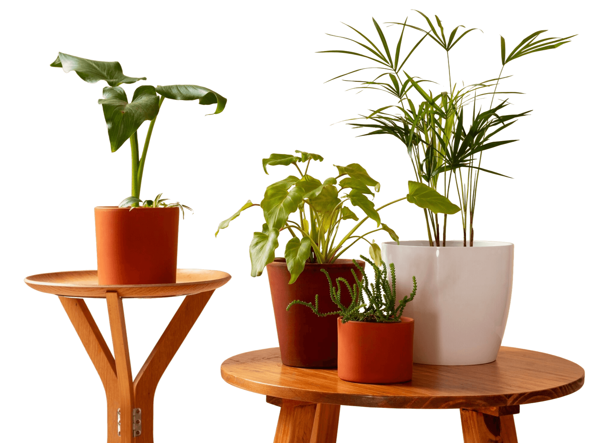 Still life with indoor plants