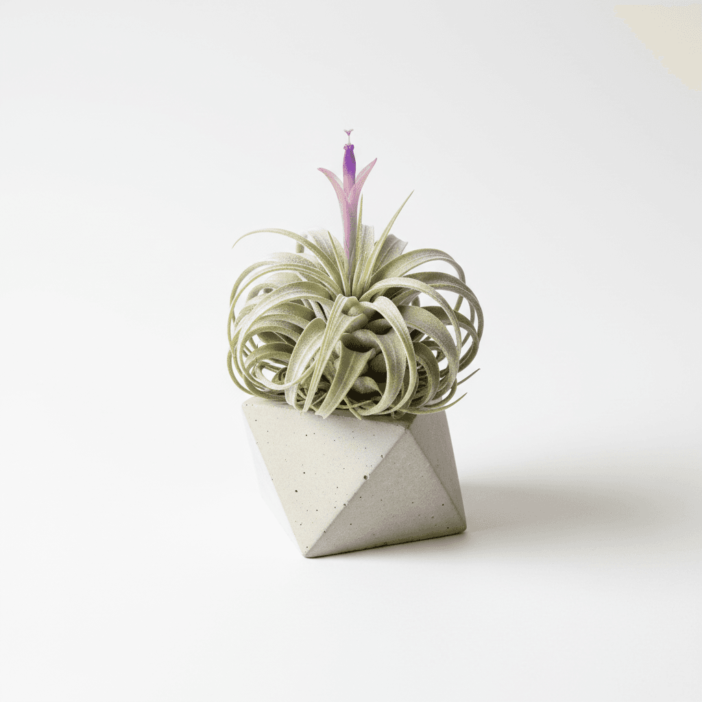 Prayer Plant