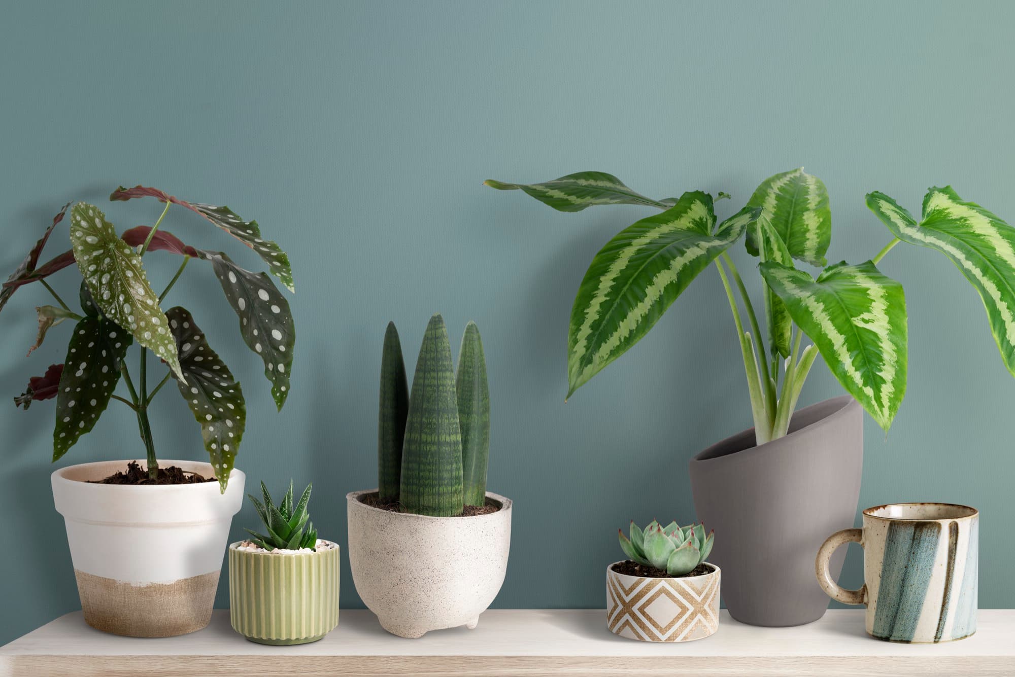 Omega Plants