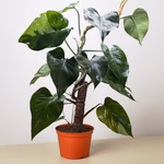 Anthurium 'Purple'